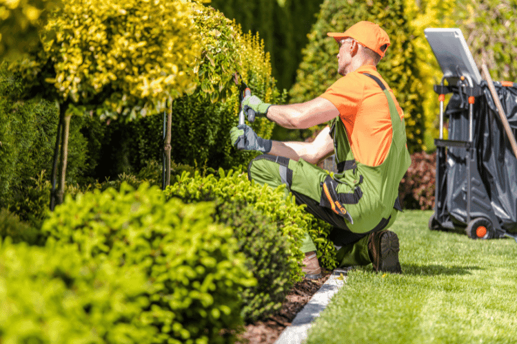 a gardener squatting, trimming a hedge
